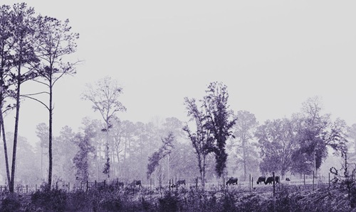 © R. Gandy, Georgia Landscape After Inness