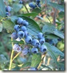 blueberries-Vaccinium_corymbosum